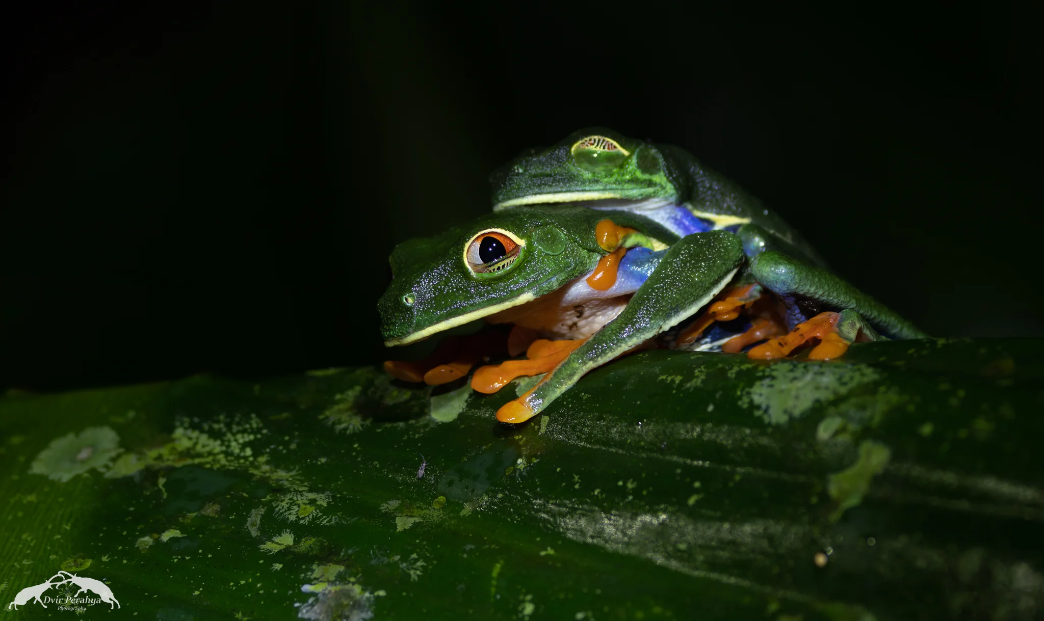 Red-eyed tree frog, Arenal